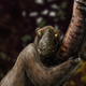Image for article titled The Strangest Extinct Animals That Used To Roam The Earth